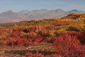 Autumn coloured tundra in front of mountains, Denali Highway, Alaska, USA, North America
