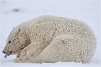 Polar bear (Ursus maritimus), young lying in the snow, tongue sticking out, Kaktovik, Arctic