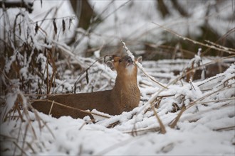Muntjac (Muntiacus reevesi) deer adult in a snow covered woodland, Suffolk, England, United