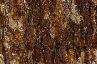 Structure of a tree bark, bark, tree, texture, background, wood, wood structure, wood panel, wood
