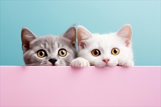 Two cute cats peeking over pink board with blue background. KI generiert, generiert AI generated
