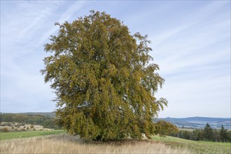 Common beech (Fagus sylvatica), solitary tree in autumn, Thuringia, Germany, Europe