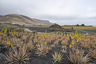 Aloe veras (Aloe vera), plantation, Haria, Lanzarote, Canary Islands, Spain, Europe