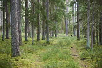 Trail going through a Scots pine (Pinus sylvestris) and Norway spruce (Picea abies) forest,