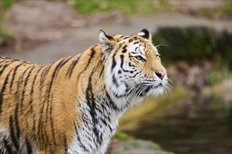 Siberian tiger (Panthera tigris altaica), portrait, standing, captive, Germany, Europe