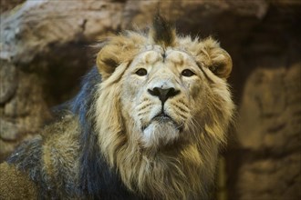 Asiatic lion (Panthera leo persica) male, portrait, captive