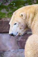 Polar bear (Ursus maritimus) portrait, captive, Germany, Europe