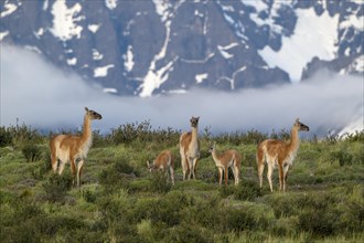 Guanaco (Llama guanicoe), Huanako, herd in front of a snow-covered mountain, Torres del Paine