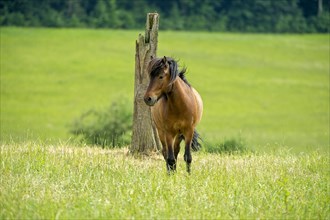 Domestic horse (Equus caballus) in front of tree stump on pasture, hill, Nidda, Hesse, Germany,