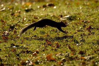 Grey squirrel (Sciurus carolinensis) adult running across a garden lawn with fallen autumn leaves,