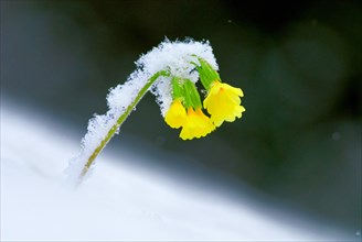 Yellow primrose, cowslip (Primula veris) covered with snow