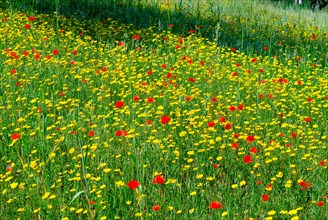 Meadow with Poppies (Papaver Rhoeas) and corn marigold (Coleostephus myconis) Italy