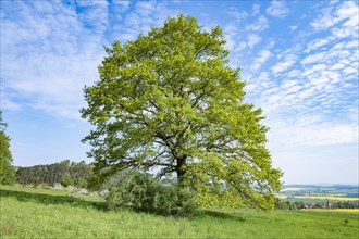 English oak (Quercus robur), solitary tree, blue sky, white clouds, Thuringia, Germany, Europe