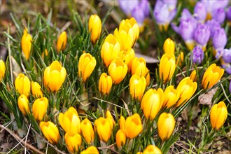 Purple and yellow crocuses germinate in the spring in the garden. Symbol of spring