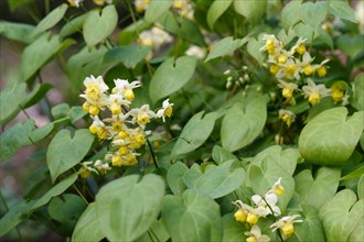 Yellow barrenwort (epimedium) flourishing in the garden