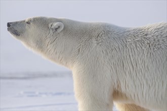 Polar bear (Ursus maritimus), standing and observing in pack ice, Kaktovik, Arctic National