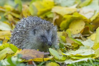 European hedgehog (Erinaceus europaeus) adult animal walking over fallen autumn leaves, Suffolk,
