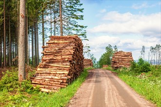 Tree logs in heaps by a forest road after forestry work in a coniferous forest in the summer