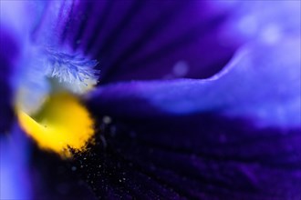 Macro shot of a purple petal with a focus on texture and vibrant yellow details Viola wittrockiana