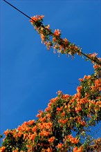 Flamevine or orange trumpet vine (Pyrostegia venusta) Feuer auf dem Dach, Feuerranke, La Palma,