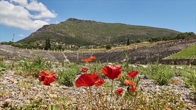 Bright red poppies in the foreground of an ancient amphitheatre with mountain backdrop, stadium,