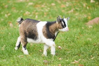 Domestic goat (Capra hircus) walking on a meadow, Bavaria, Germany, Europe