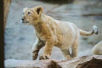 Asiatic lion (Panthera leo persica) cub walking on a rock, captive