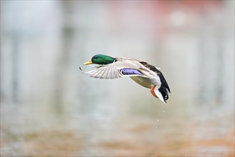 Wild duck (Anas platyrhynchos) male landing in a lake, flying, Bavaria, Germany, Europe