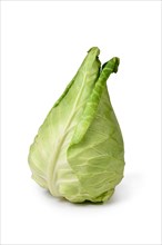 Single pointed cabbage vegetable on white background