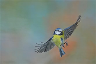 Blue tit (Parus caeruleus), in flight, flight photo, animals, birds, Wilnsdorf, North