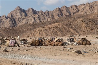 A group of camels resting in a rocky desert with mountains on background. Egypt, the Sinai