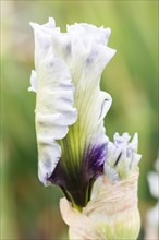 Beautiful multicolored iris bud bloom in the garden. Close up, fragility and summer concept