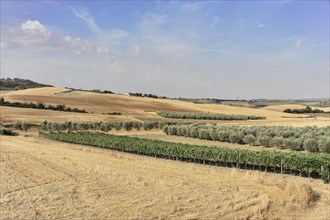 Harvested wheat fields, landscape south of Pienza, Tuscany, Italy, Europe