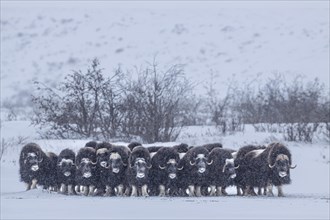 Musk oxen (Ovibos moschatus), herd in a snowstorm, standing, North Slope, Alaska, USA, North