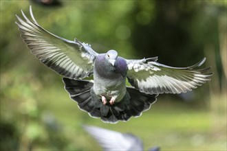 City dove (Columba livia forma domestica) in flight, wildlife, Germany, Europe