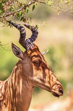 Hartebeest (Alcelaphus buselaphus) with big horn in the shade on the african savanna, Maasai Mara,