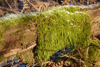 Close-up of moss on a tree trunk with hoarfrost, Arnsberg Forest nature park Park, Sauerland, North