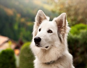 Dog, young dog, White Swiss Shepherd, Berger Blanc Suisse, recognised dog breed from Switzerland