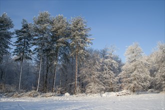 Scots pine (Pinus sylvestris) trees in a forest covered with snow in the winter, England, United