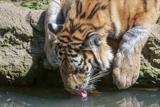 Siberian tiger (Panthera tigris altaica) drinking water, captive, Germany, Europe