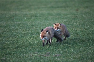 Fox (Vulpes vulpes) mating season, so-called Ranzzeit, male chasing female across snow-free meadow,