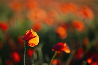 A bright red poppy (Papaver) in the evening light