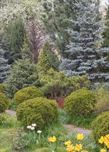 Coniferous trees in the garden: spruce, arborvitae, pine, fir, juniper. Beautiful landscape design
