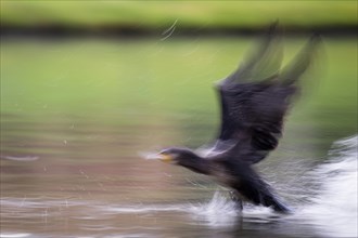 A great cormorant (Phalacrocorax carbo) during take-off flight with motion blur over a pond, Hesse,