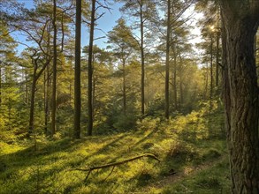 Pine forest on a summer morning with sunbeams, Norre fog, Region Syddanmark, Denmark, Europe