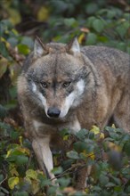 European wolf (Canis lupus lupus) adult animal walking through a woodland, Baveria, Germany,