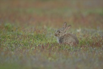 Rabbit (Oryctolagus cuniculus) adult animal sleeping amongst flowers in grassland, Suffolk,