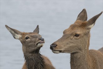 Red deer (Cervus elaphus) adult female and juvenile fawn interacting together, Surrey, England,