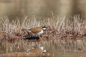Little ringed plover (Charadrius dubius) on a wet mud flat with water reflections in a puddle of