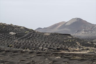 Wine growing in volcanic ash pits protected by dry stone walls, Yaiza, Lanzarote, Canary Islands,